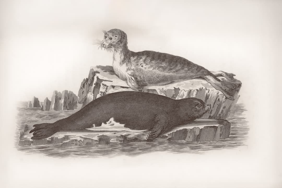 Two seals resting on ice floes in a monochrome illustration.